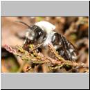 andrena-01.jpg