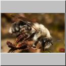 andrena-02.jpg