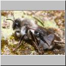 andrena-mit-stylops-01.jpg