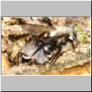 andrena-mit-stylops-03.jpg