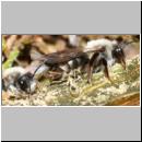 andrena-mit-stylops-04.jpg