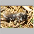 andrena-mit-stylops-06.jpg