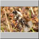 andrena-mit-stylops-09.jpg