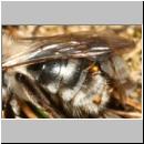 andrena-mit-stylops-10.jpg