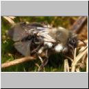 andrena-mit-stylops-12.jpg