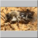 andrena-mit-stylops-15.jpg