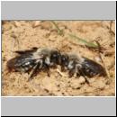 x-Andrena-41.jpg