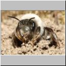 x-Andrena-42.jpg