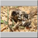 x-Andrena-44.jpg