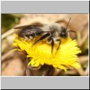 x-Andrena-48.jpg