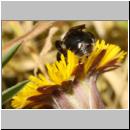 x-Andrena-51.jpg