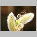 x-Andrena-84.jpg