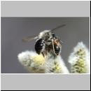 x-Andrena-88.jpg