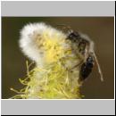 x-Andrena-99.jpg