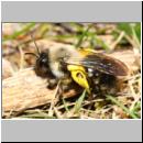 y-Andrena-01.jpg