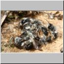 y-Andrena-02.jpg