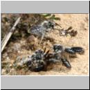 y-Andrena-03.jpg