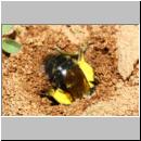 y-Andrena-04.jpg