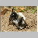 Andrena-32.jpg