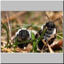 Andrena-34.jpg