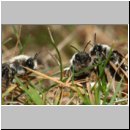 Andrena-35.jpg