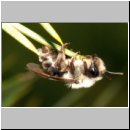 Andrena-38.jpg