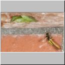 grabwespe-mit-schnake-01a.jpg