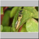 grabwespe-mit-schnake-01b.jpg