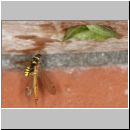 grabwespe-mit-schnake-01d.jpg