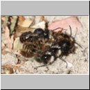 osmia-bicornis-paarung-ih-01b.jpg