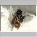 osmia-bicornis-paarung-ih-01e.jpg