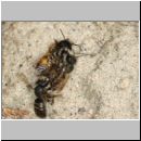 osmia-bicornis-paarung-ih-01c.jpg