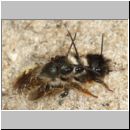 osmia-bicornis-paarung-ih-01d.jpg